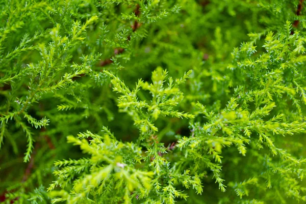 Las plantas crecen en Gandria, Suiza —  Fotos de Stock