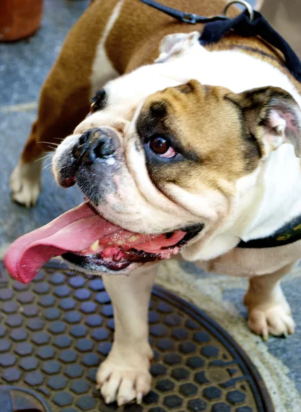 Bulldog con una lingua lunga — Foto Stock