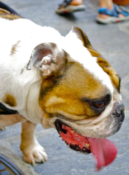 Bulldog with a long tongue — Stock Photo, Image