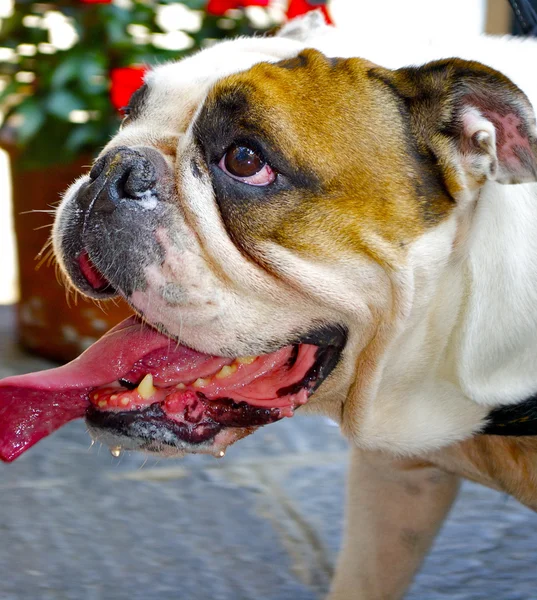 Increíblemente hermoso perro con una larga lengua roja posa — Foto de Stock