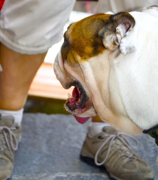 Schöne Bulldogge mit langer Zunge — Stockfoto