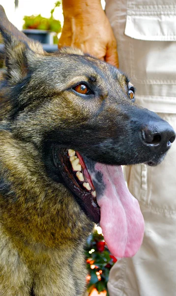 Scary shepherd — Stock Photo, Image