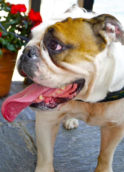 Increíblemente hermoso perro con una larga lengua roja posa — Foto de Stock