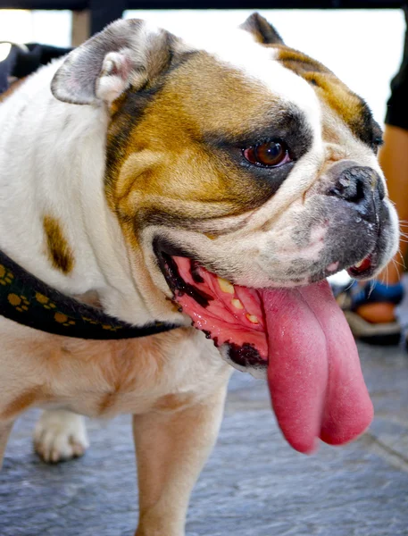 Otroligt vacker hund med långa röda tunga utgör — Stockfoto