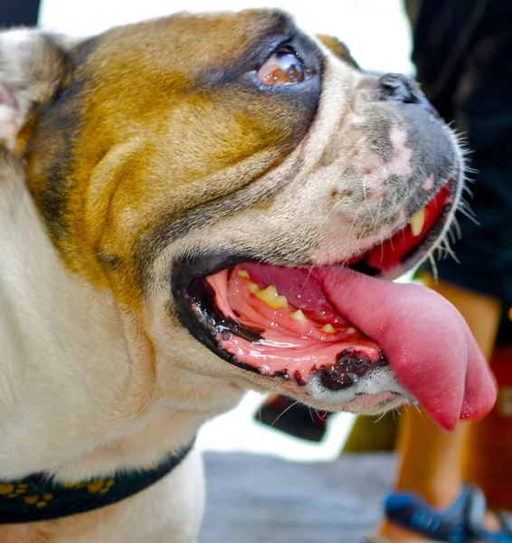 Cão incrivelmente bonito com uma longa língua vermelha poses — Fotografia de Stock