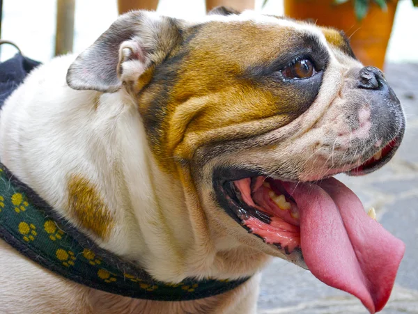 Buldogue bonito com uma língua longa — Fotografia de Stock