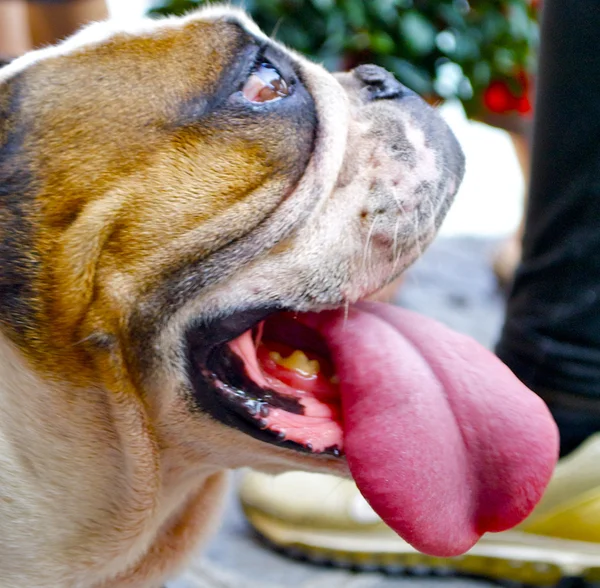 Vackra bulldog med en lång tunga — Stockfoto