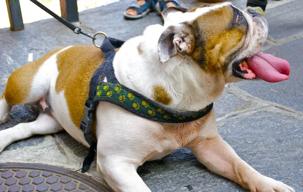 Bellissimo bulldog con una lingua lunga — Foto Stock