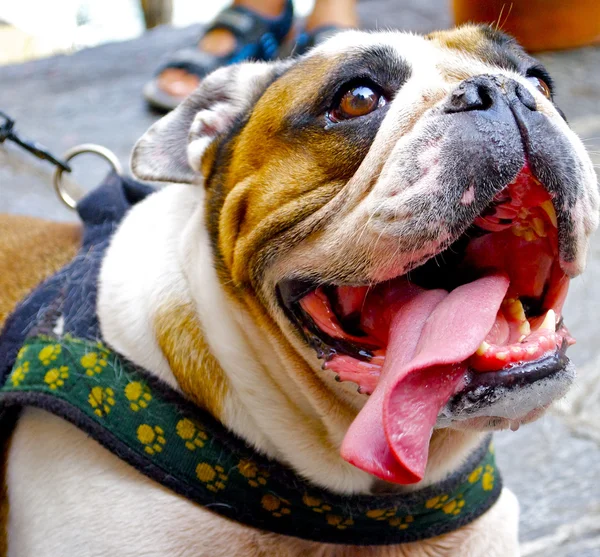 Bellissimo bulldog con una lingua lunga — Foto Stock