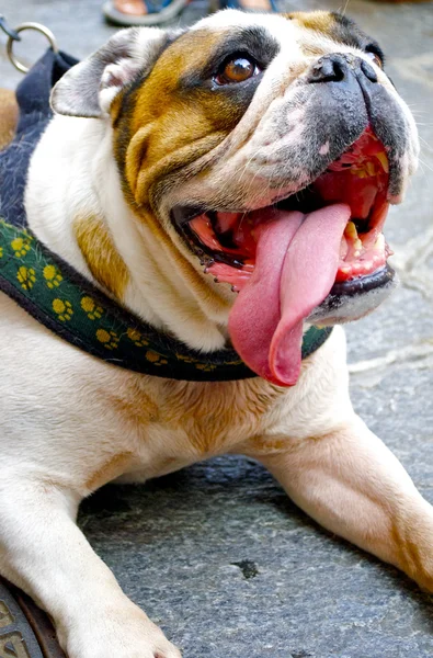 Bellissimo bulldog con una lingua lunga — Foto Stock