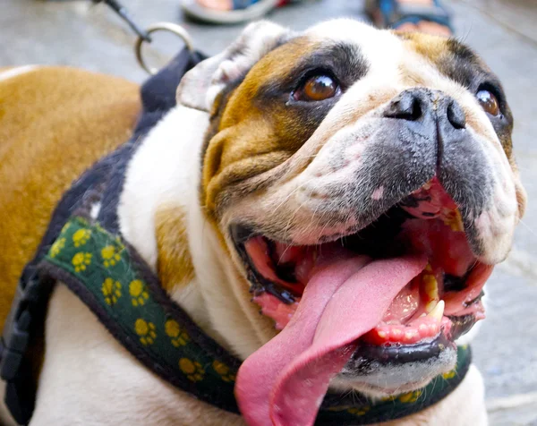 Buldogue bonito com uma língua longa — Fotografia de Stock