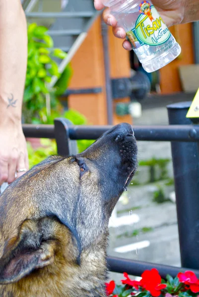 Niedlicher Hund trinkt Wasser aus der Flasche — Stockfoto