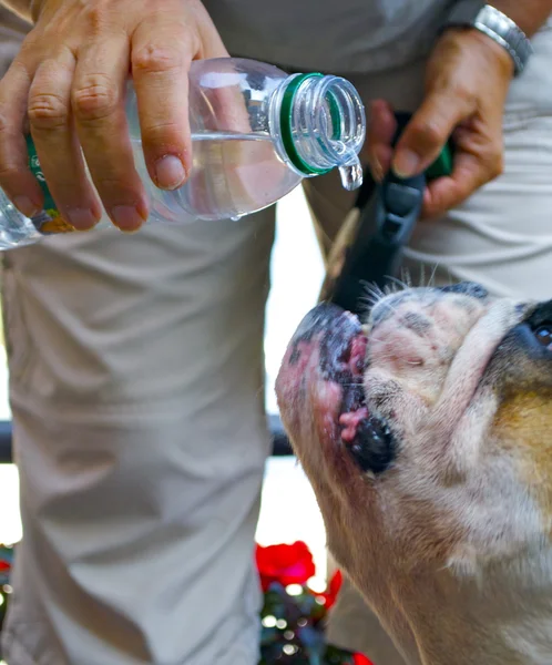 Cute dog drinks water from the bottle — Stock Photo, Image