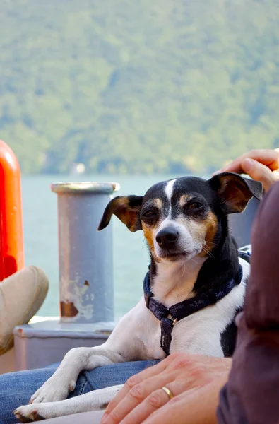 Dog lays over the legs of its owners — Stock Photo, Image