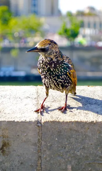 少しかわいいスズメ — ストック写真