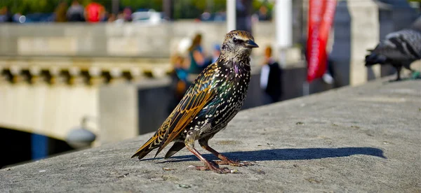 Piccolo passero carino — Foto Stock