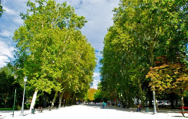 Die grünen Bäume des Rentnerparks — Stockfoto