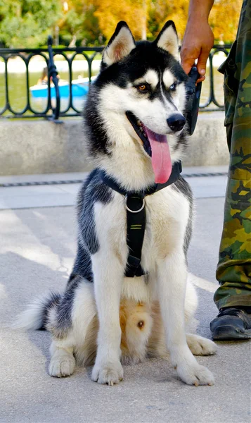 Beatiful North dog — Stock Photo, Image