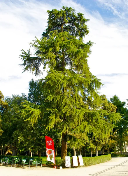 Green tree — Stock Photo, Image