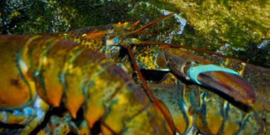 Yengeç auquarium içinde