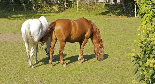 Hästar på en grön gräsmatta — Stockfoto