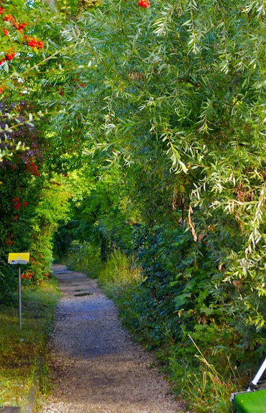 Rowanberry alley — Stock Photo, Image