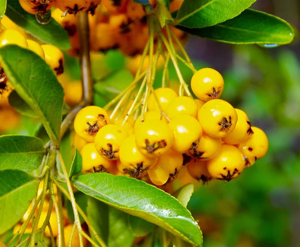 Rowanberry — Stock Photo, Image