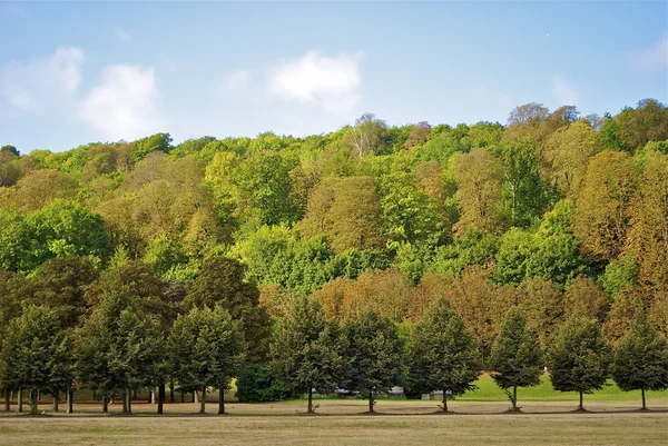 Different color trees in Parc de Saint-Cloud, Paris, France — Stock Photo, Image