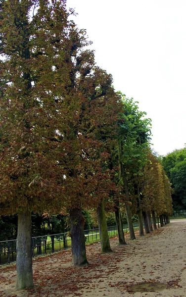 Árboles de diferentes colores — Foto de Stock