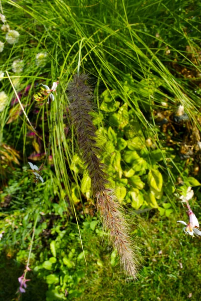 Green plants — Stock Photo, Image