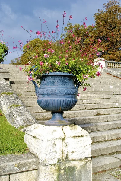 Decoratieve planten van het Parc de Saint-Cloud — Stockfoto