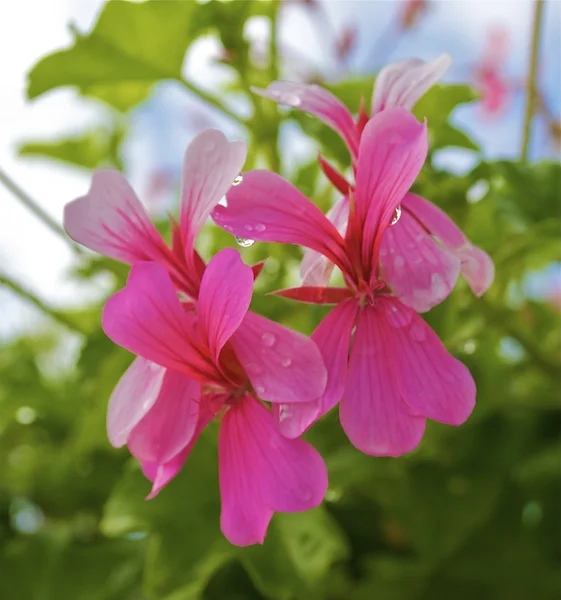 Decoratieve planten van het Parc de Saint-Cloud — Stockfoto