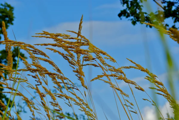 Grass in front of the sky — Stock Photo, Image