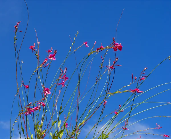 Flowers in front of the sky — Stock Photo, Image