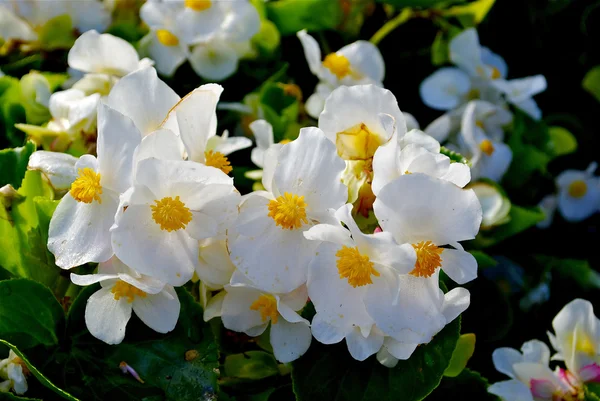 Flores brancas lindas — Fotografia de Stock