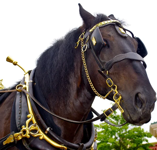 Porträtt av en vacker häst — Stockfoto