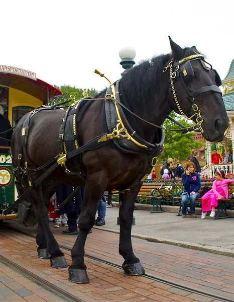 Belle passeggiate a cavallo — Foto Stock