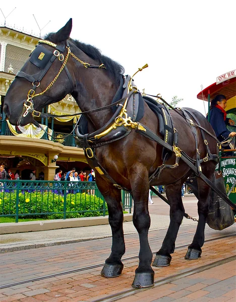 stock image Beautiful horse