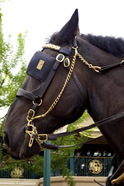 Vackra häst — Stockfoto