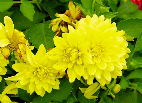 Belles fleurs jaunes — Photo