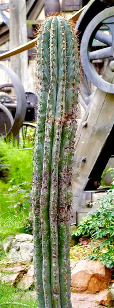 Stary kaktus — Zdjęcie stockowe