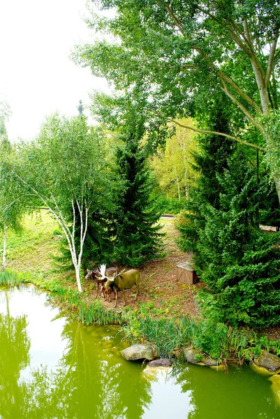 Los alces beben el agua — Foto de Stock