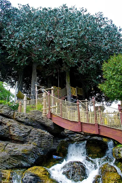 Tree over the rope bridge — Stock Photo, Image