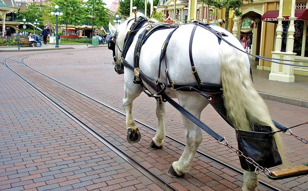 Witte paard in disneyland — Stockfoto