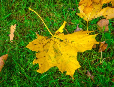 Sarı yaprak yeşil çimenlerin üzerinde
