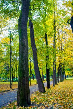Parktaki ağaçlar