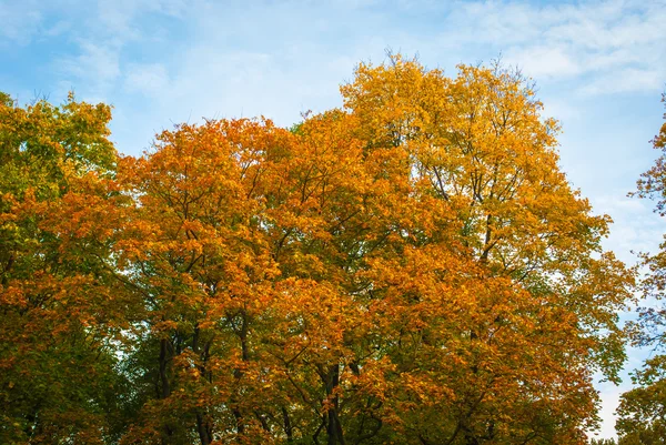 Gelbe und grüne Bäume vor dem Himmel — Stockfoto