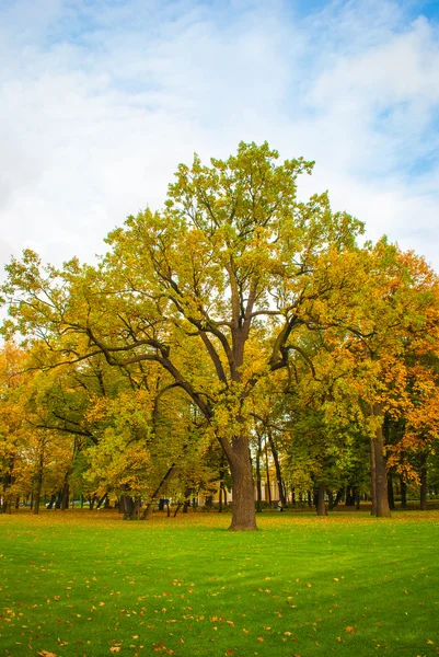 Δέντρο στο πάρκο φθινόπωρο — Φωτογραφία Αρχείου
