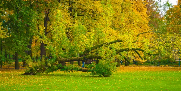 Umgestürzter Baum — Stockfoto