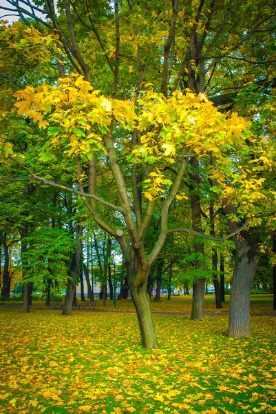 노란 잎을 가진 나무 — 스톡 사진